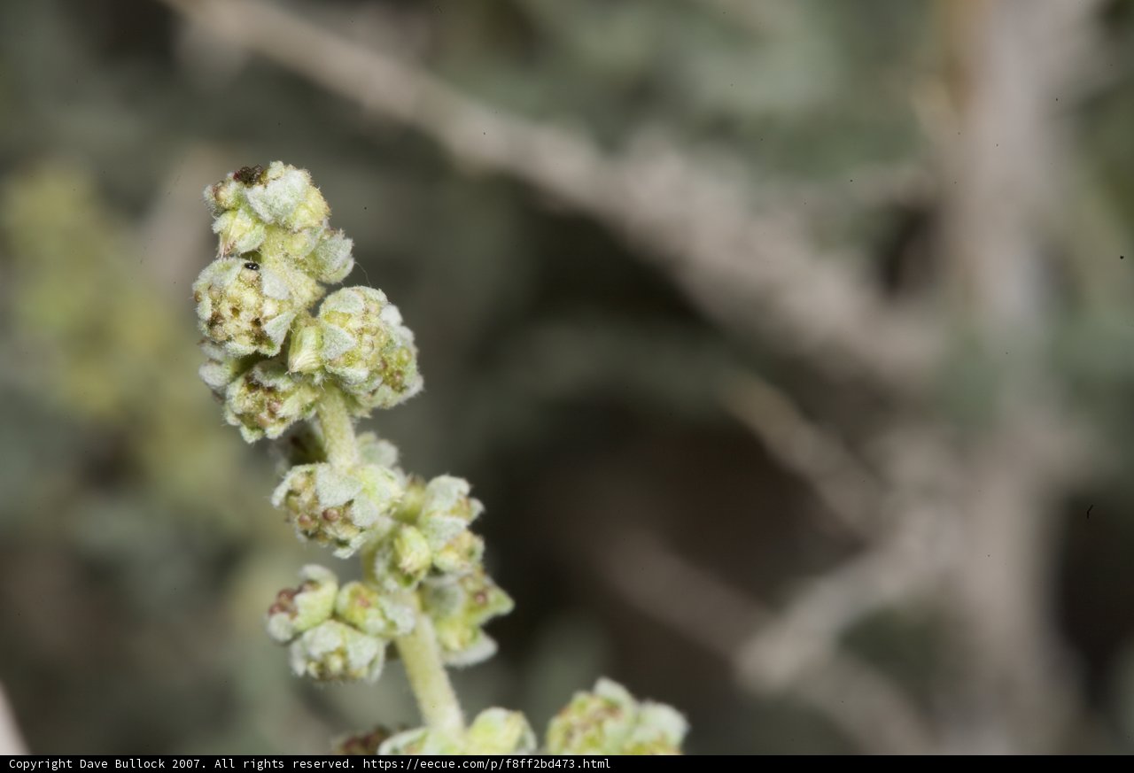 Desert Plant Blossoms