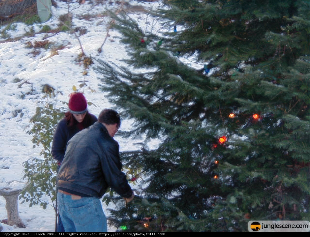 Decking the Pine Tree
