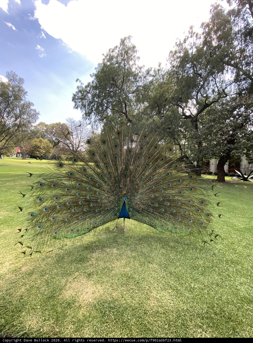 Majestic Peacock Spreading its Tail in Xochimilco