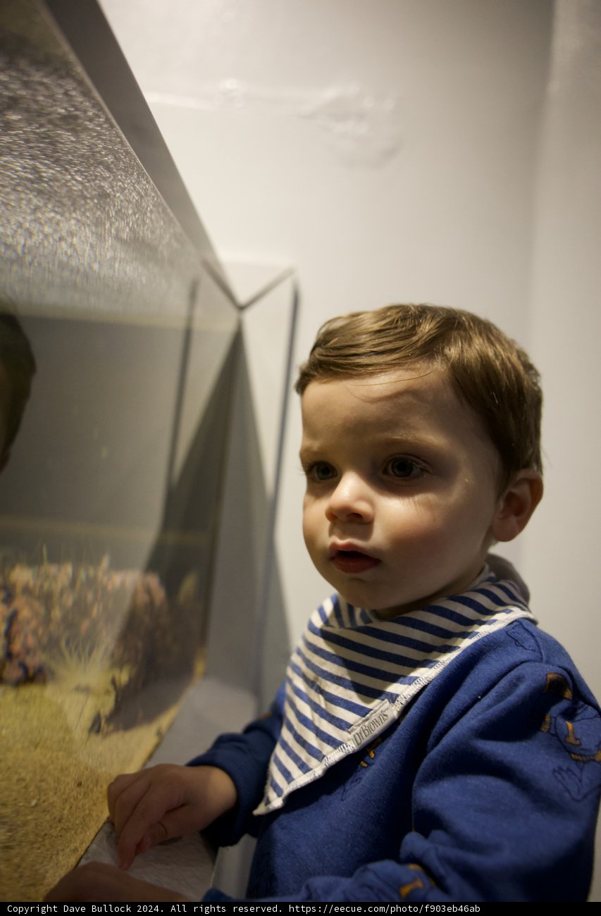 Inquisitive Gaze at Aquatic Marvels