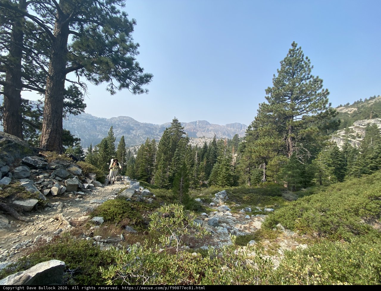 Hiking through the Fir and Evergreen Wilderness
