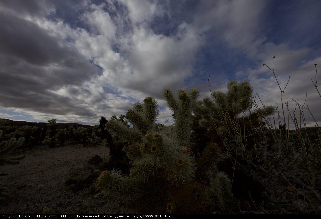 Majestic Cactus Beneath a Moody Sky