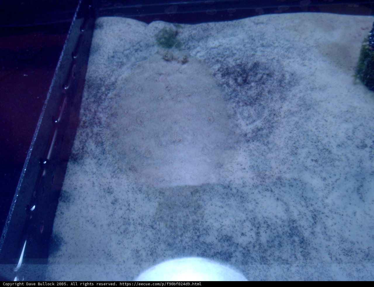 Rock in a Sand Tank