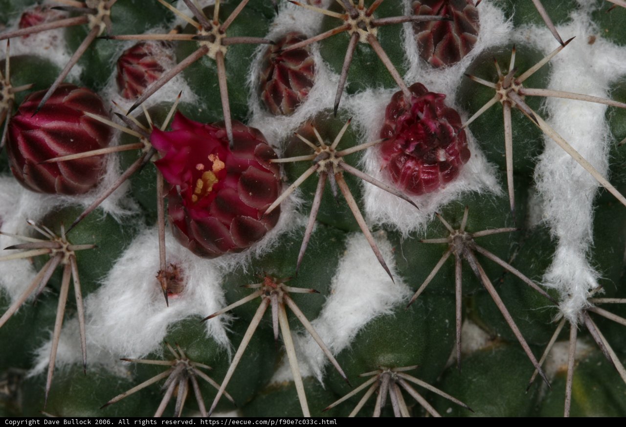 Desert Blooms in Winter Wonderland