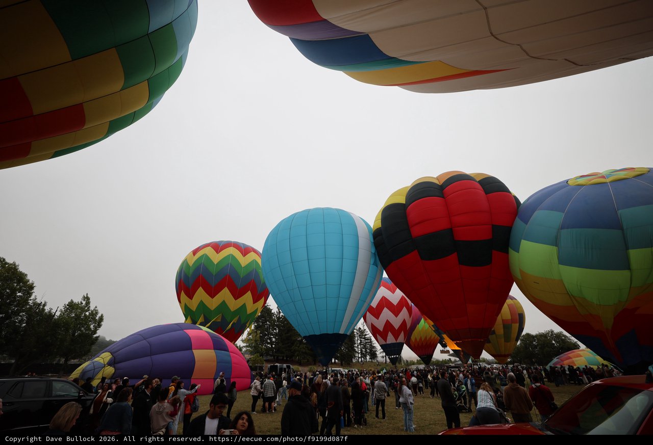 Colorful Hot Air Balloons Fill the Sky at Festival