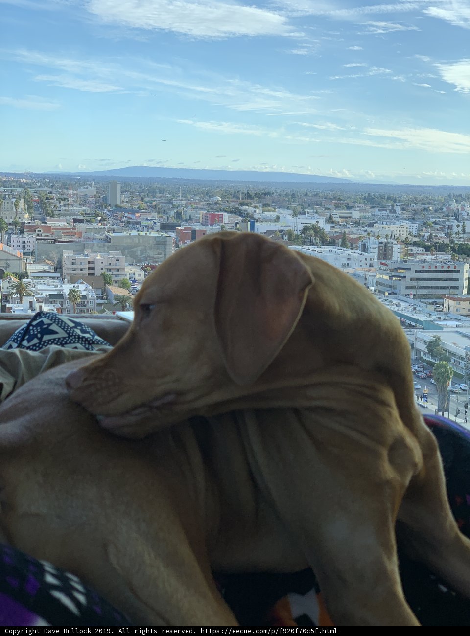 City Puppy Paws