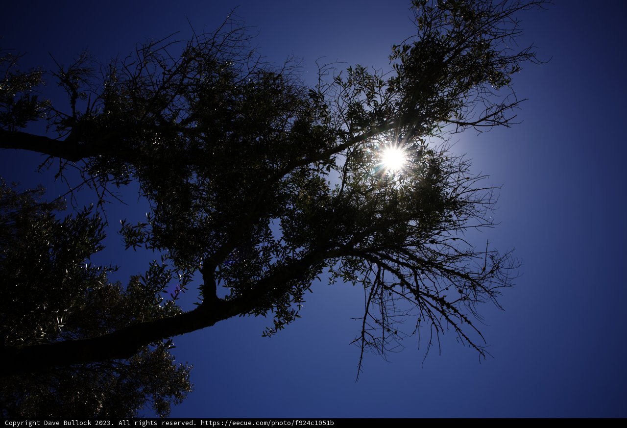 Sunlit Solitude
