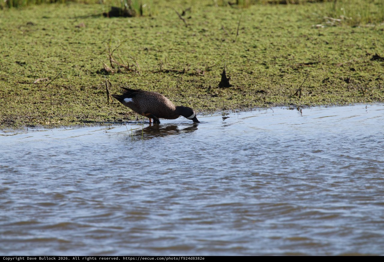 Blue-winged Teal Foraging in Shallow Wetland Waters