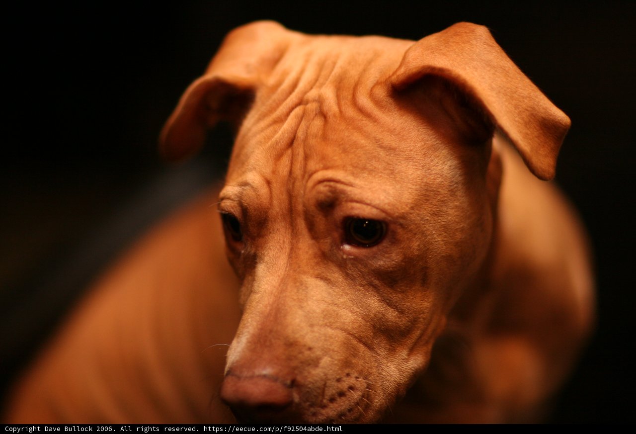 Sad-eyed Canine