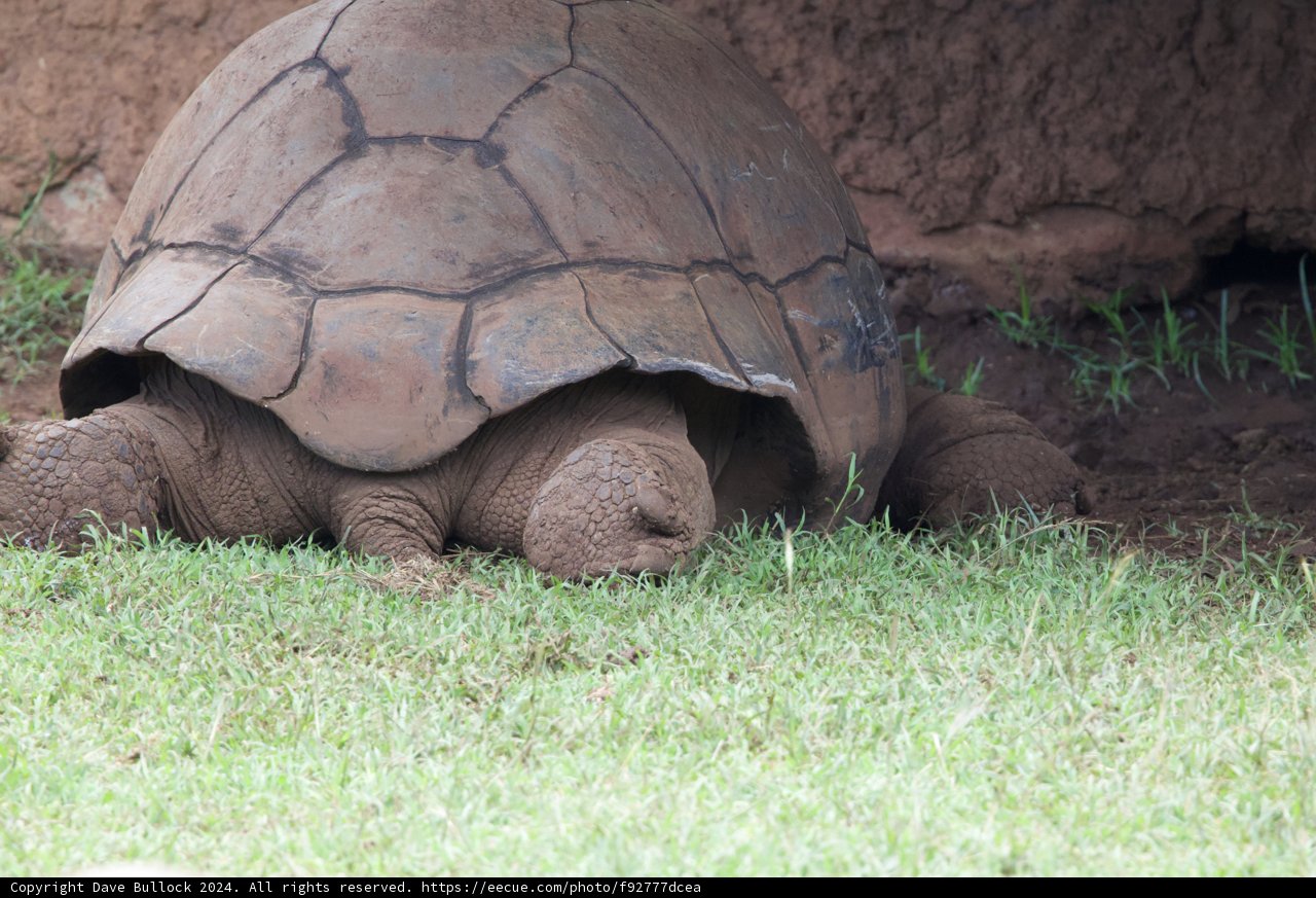 Timeless Wanderer of the Honolulu Zoo