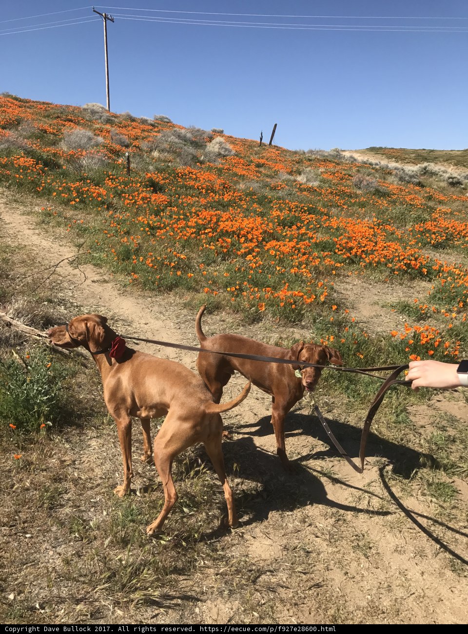 A Walk in the Poppies