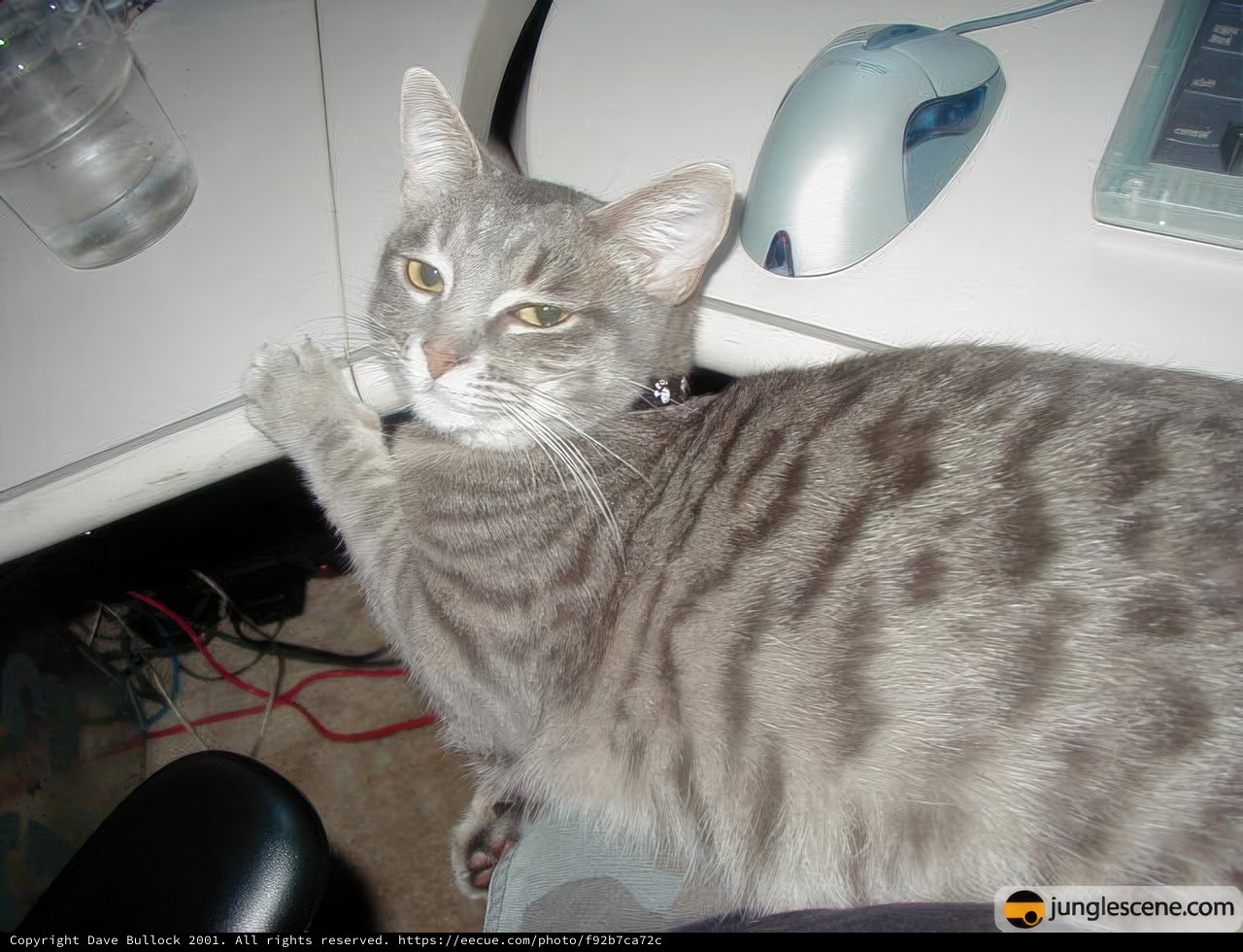Feline Office Assistant