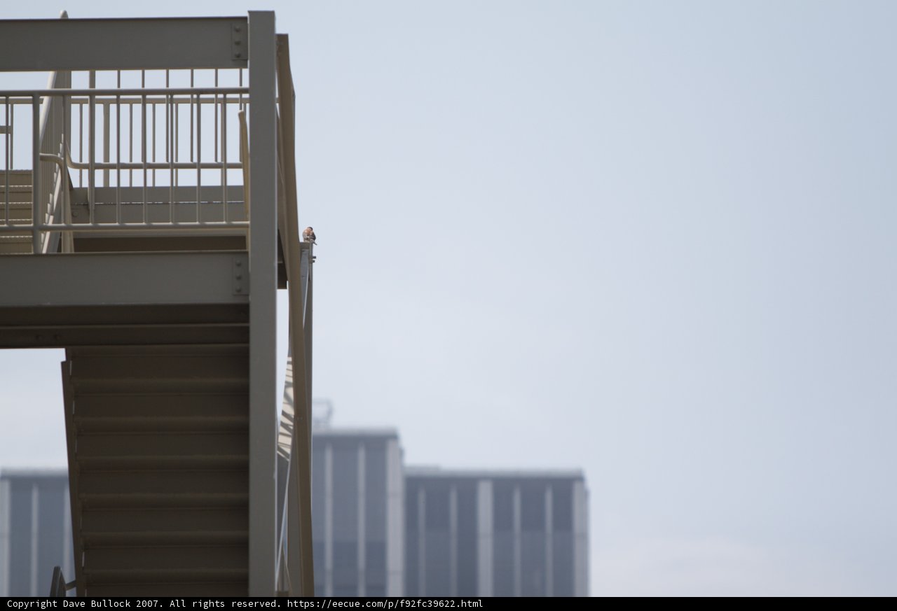Kite-Flying Fun on a Balcony
