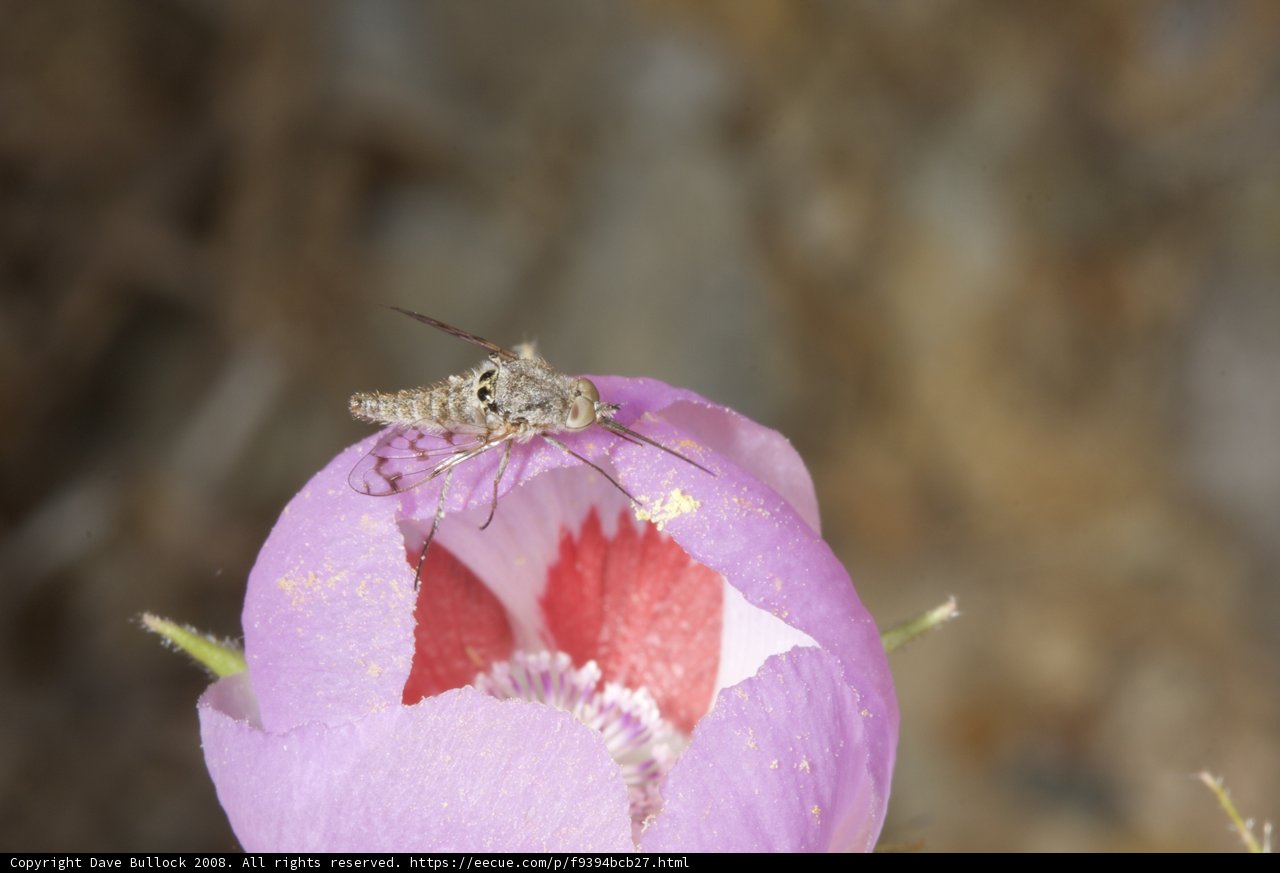 A Moth on a Pink Geranium