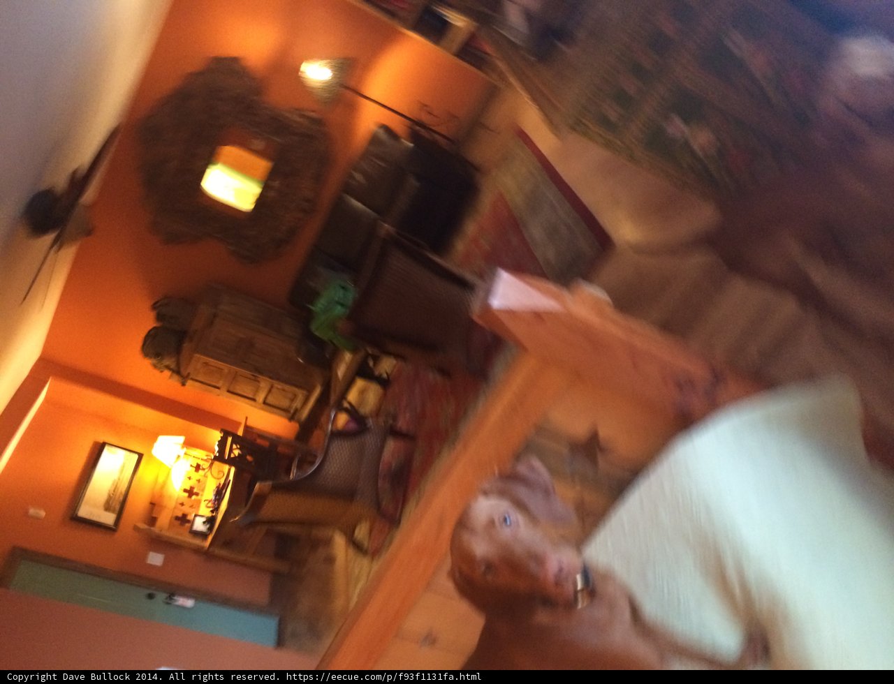Cozy Canine in a Plywood Living Room