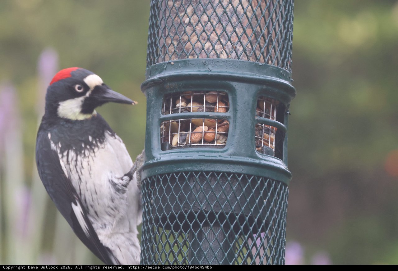 Acorn Woodpecker Feeding at Garden Bird Feeder