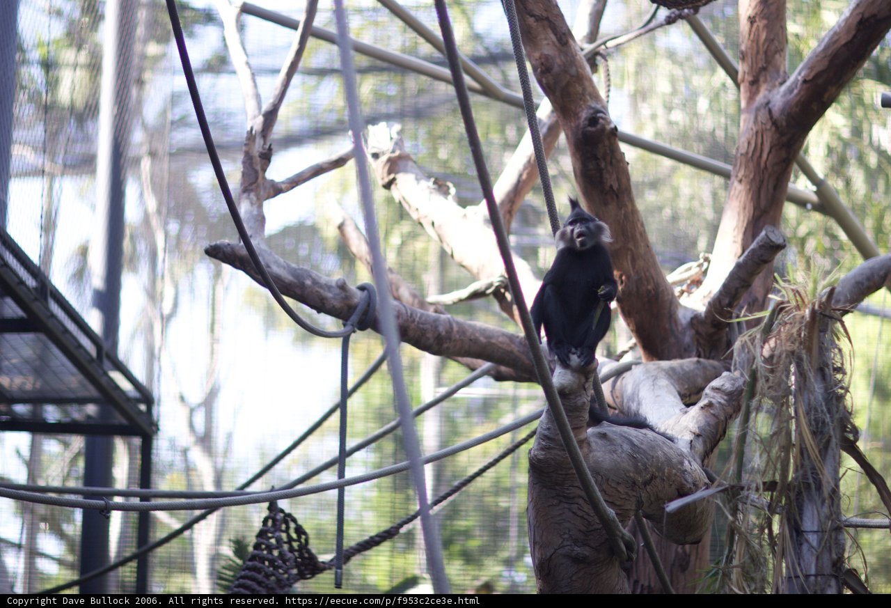 Monkeying Around in the Zoo
