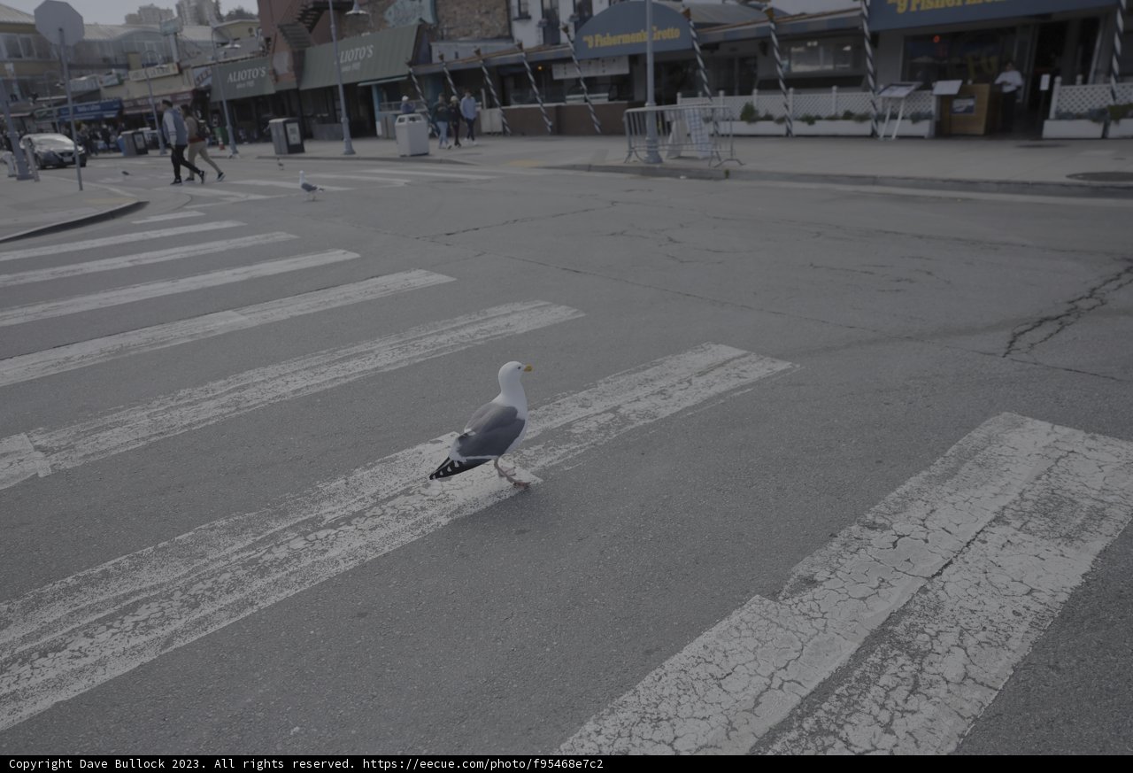 Seagull Crossing