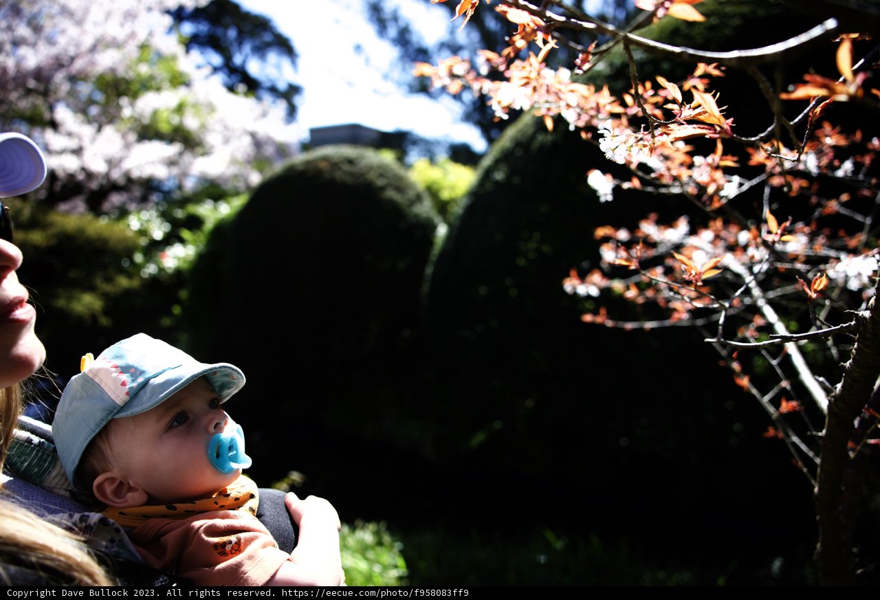 Blooming Bond in the Japanese Tea Garden