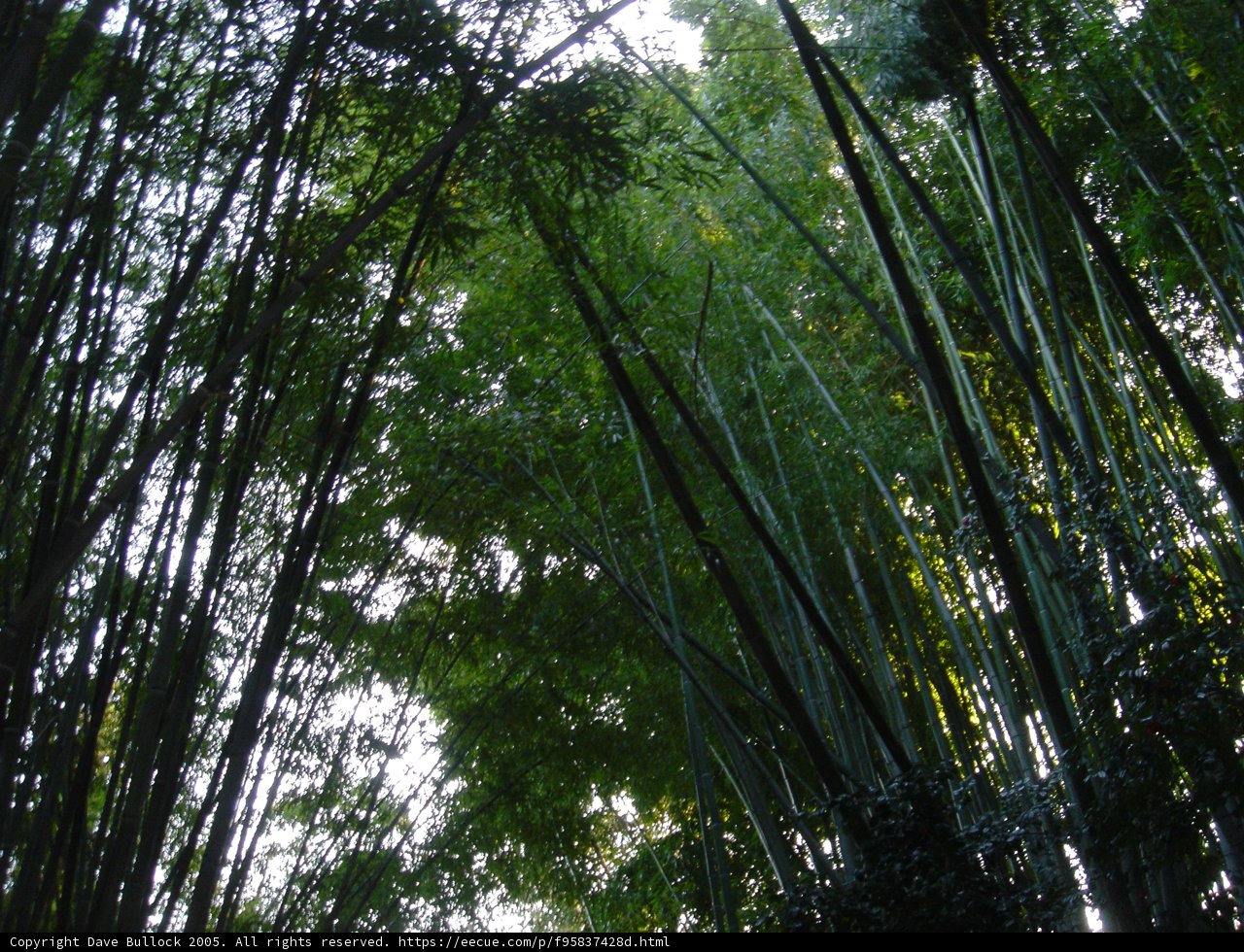 The Beauty of Bamboo