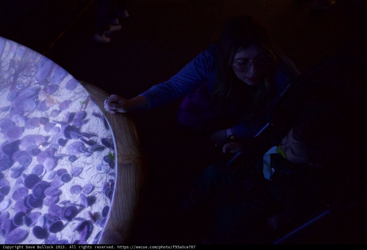 Underwater Wonders at Monterey Bay Aquarium