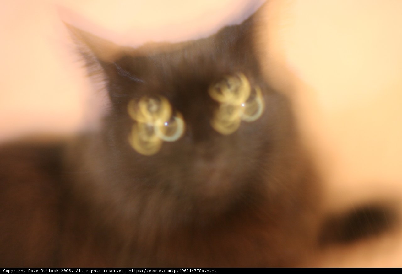 Feline Beauty in Motion