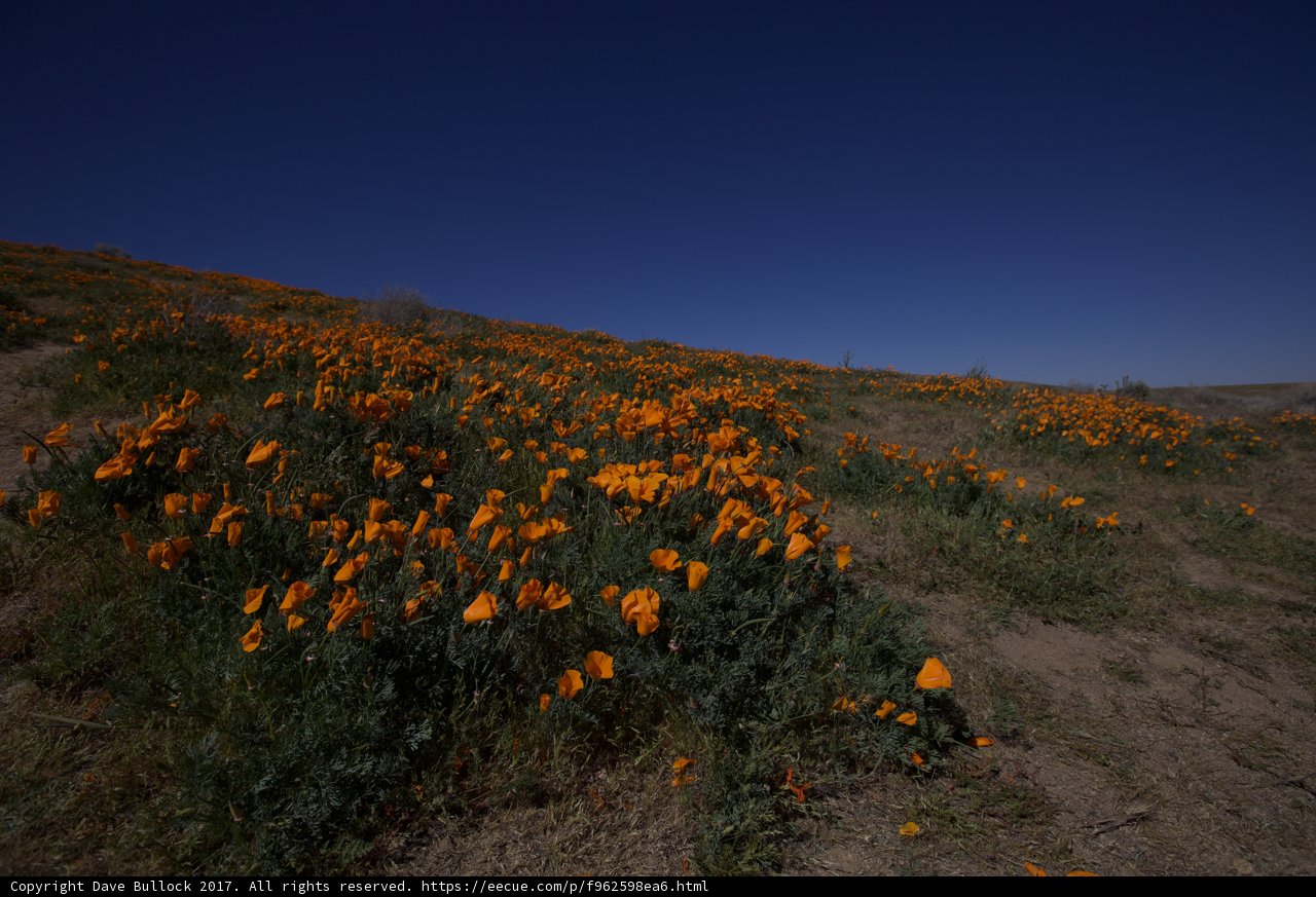 Rolling Hills of Golden Poppies