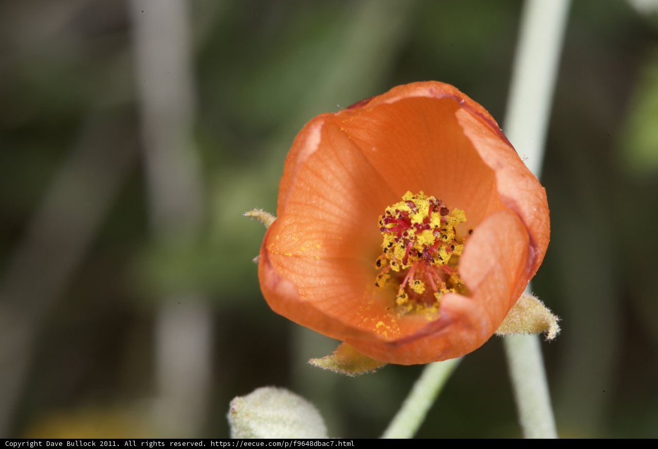 Sunny Bloom