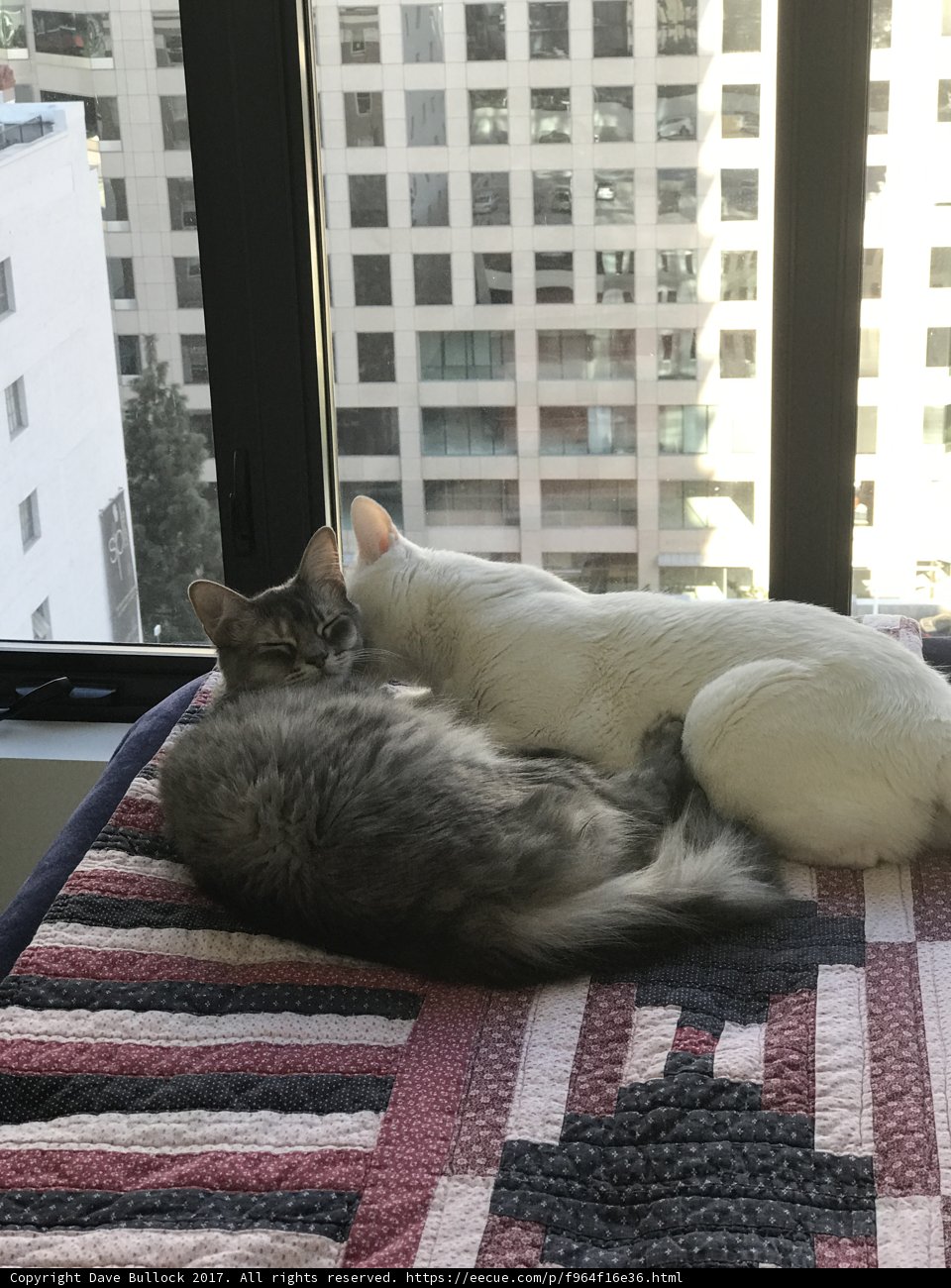 Feline Friends Enjoying Home Decor