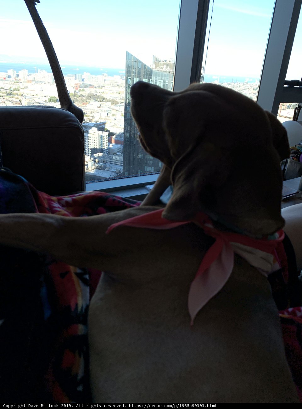 City View Pup