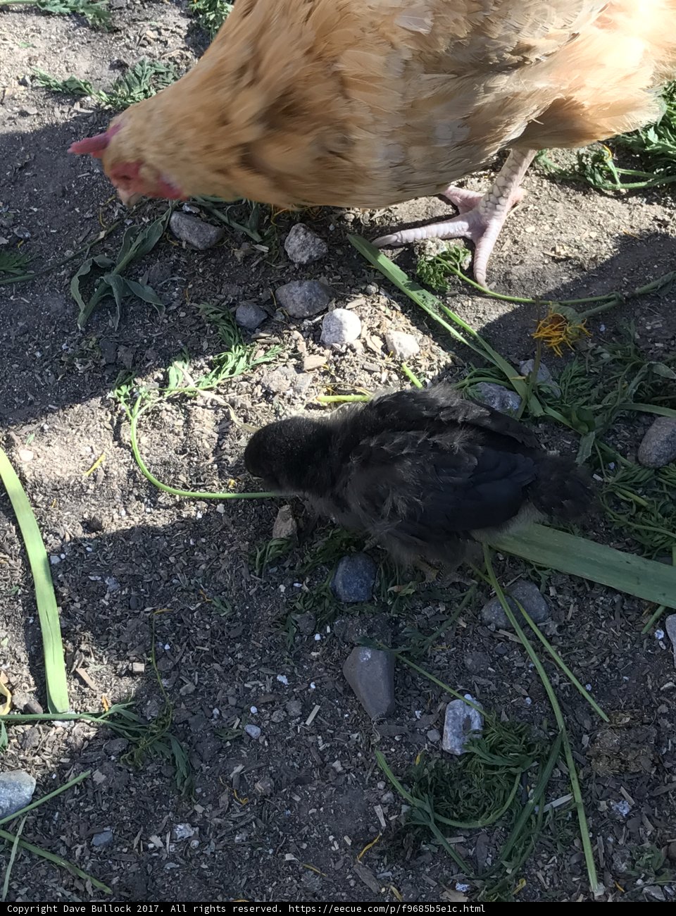 Mother Hen and Her Chick