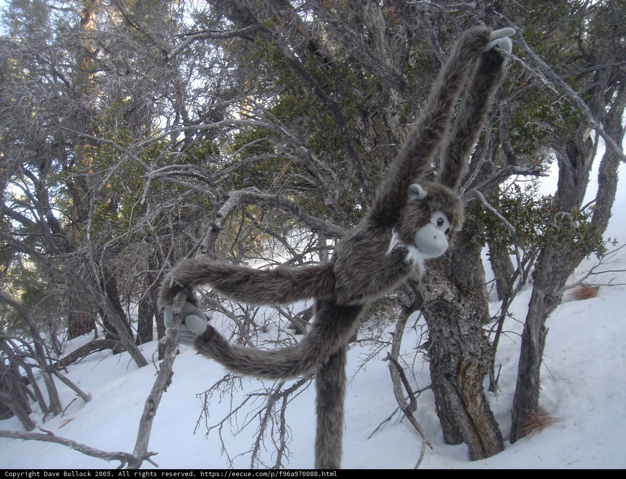 A Stuffed Monkey in Winter Wonderland