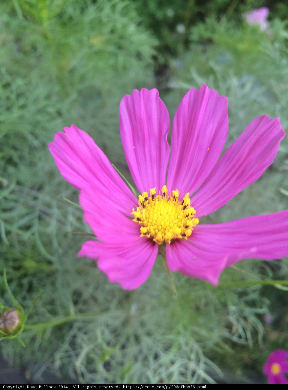 Purple Cosmos in Altadena Garden