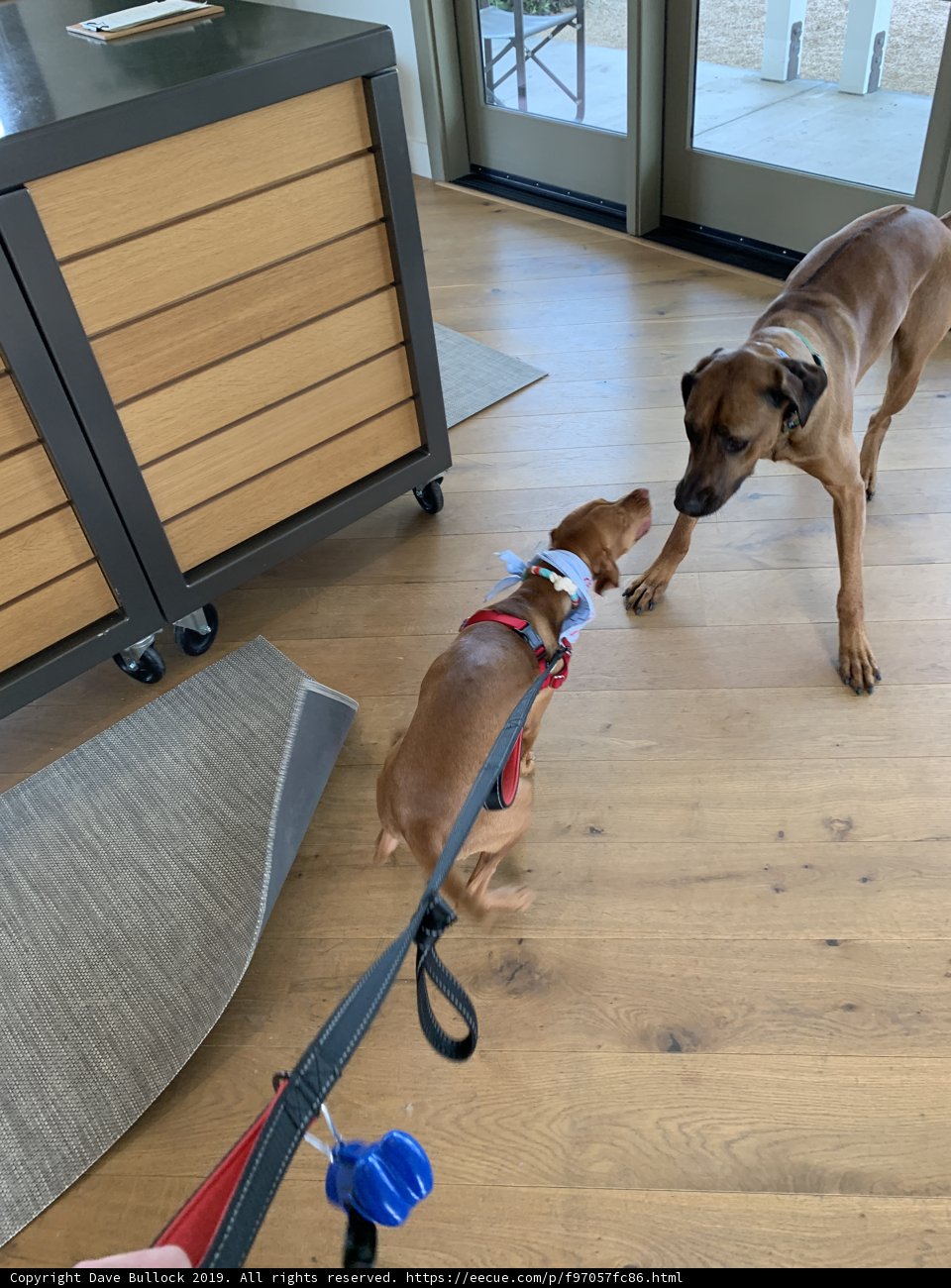 Playful Pups tangle with Leash