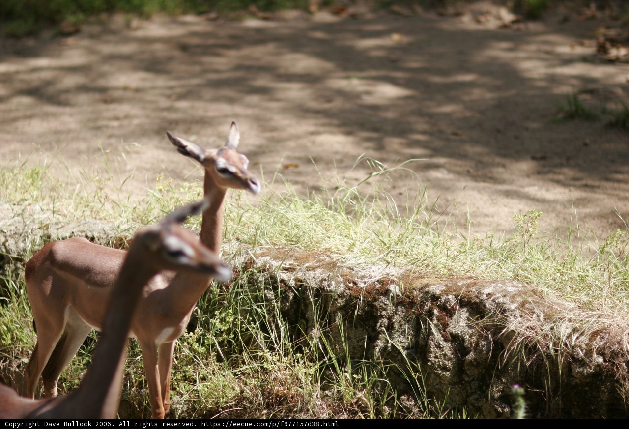 Graceful Impalas and Antelope