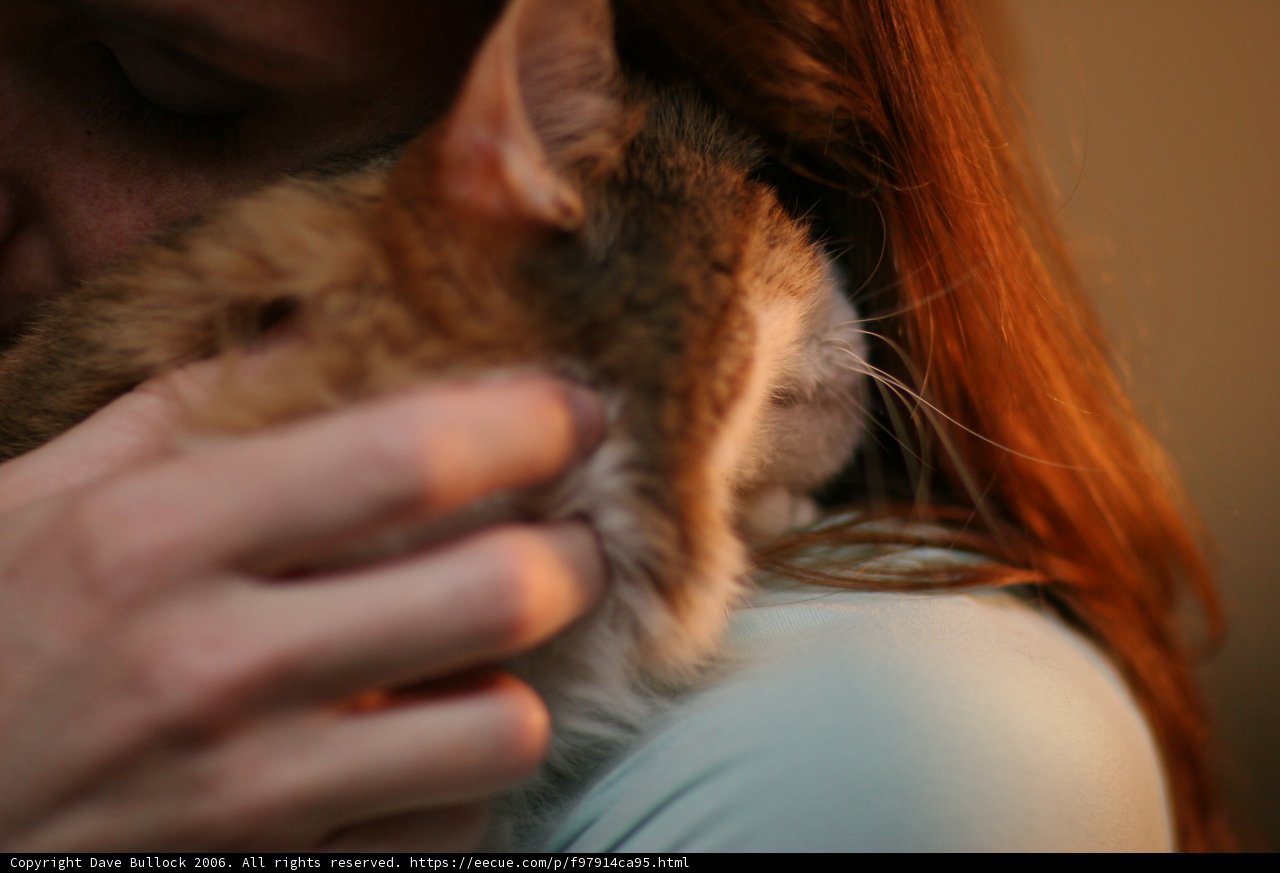 Female Owner Loving Her Abyssinian Cat