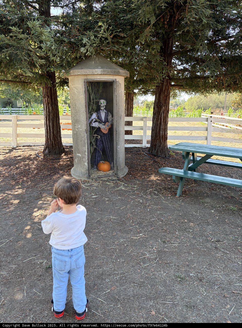 Curious Encounters in the Pumpkin Patch