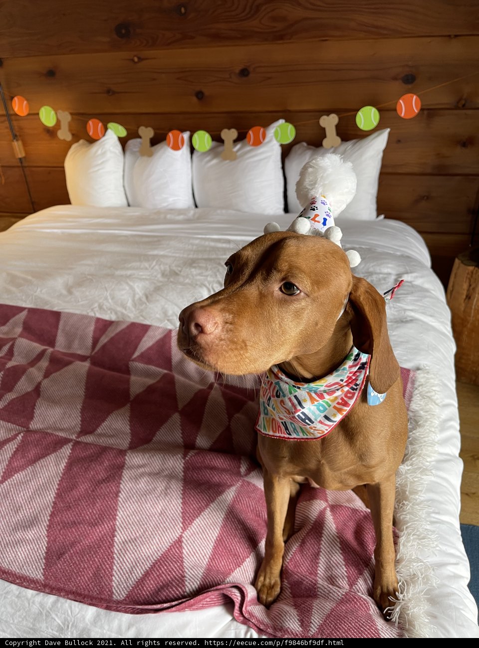 Cozy canine on cushy bedding