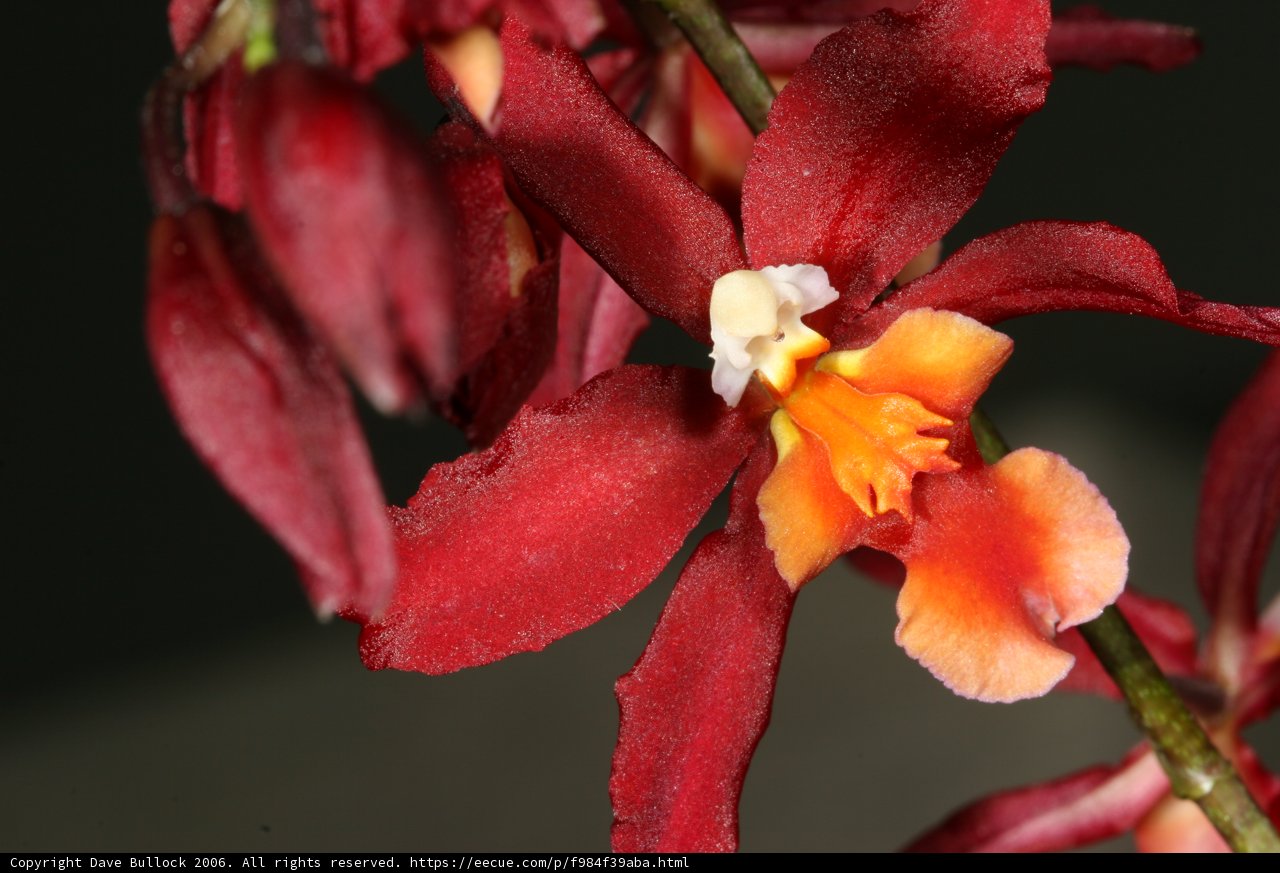Radiant Red Orchid