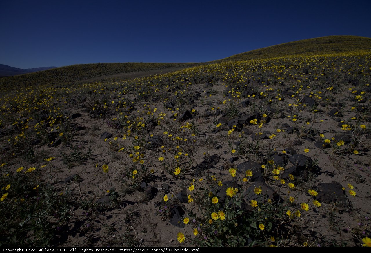 A Sea of Yellow in the Desert