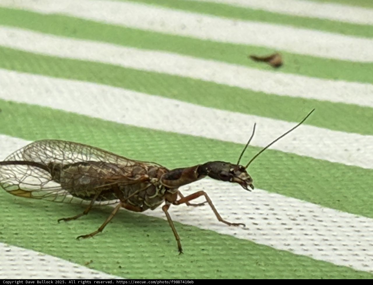 Intricate Wings on Display