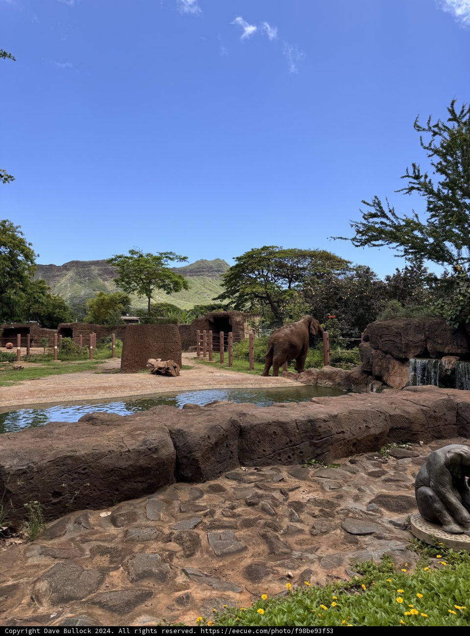 Majestic Elephants at Honolulu Zoo
