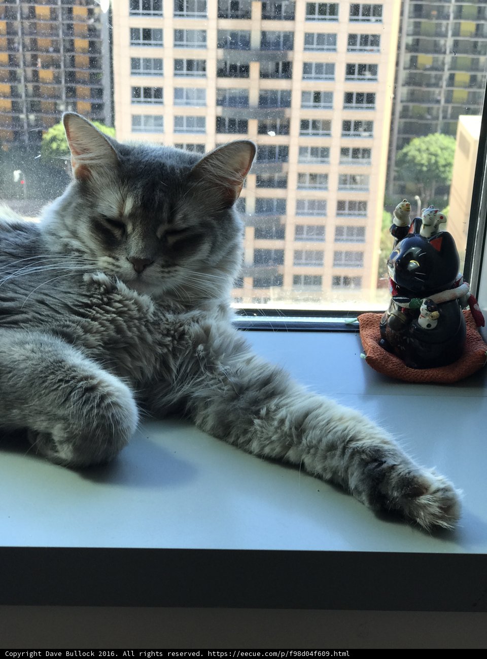 Relaxing with a Toy on the Windowsill