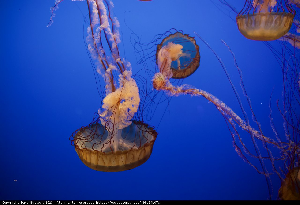 Serene Underwater Dance at Monterey Bay Aquarium