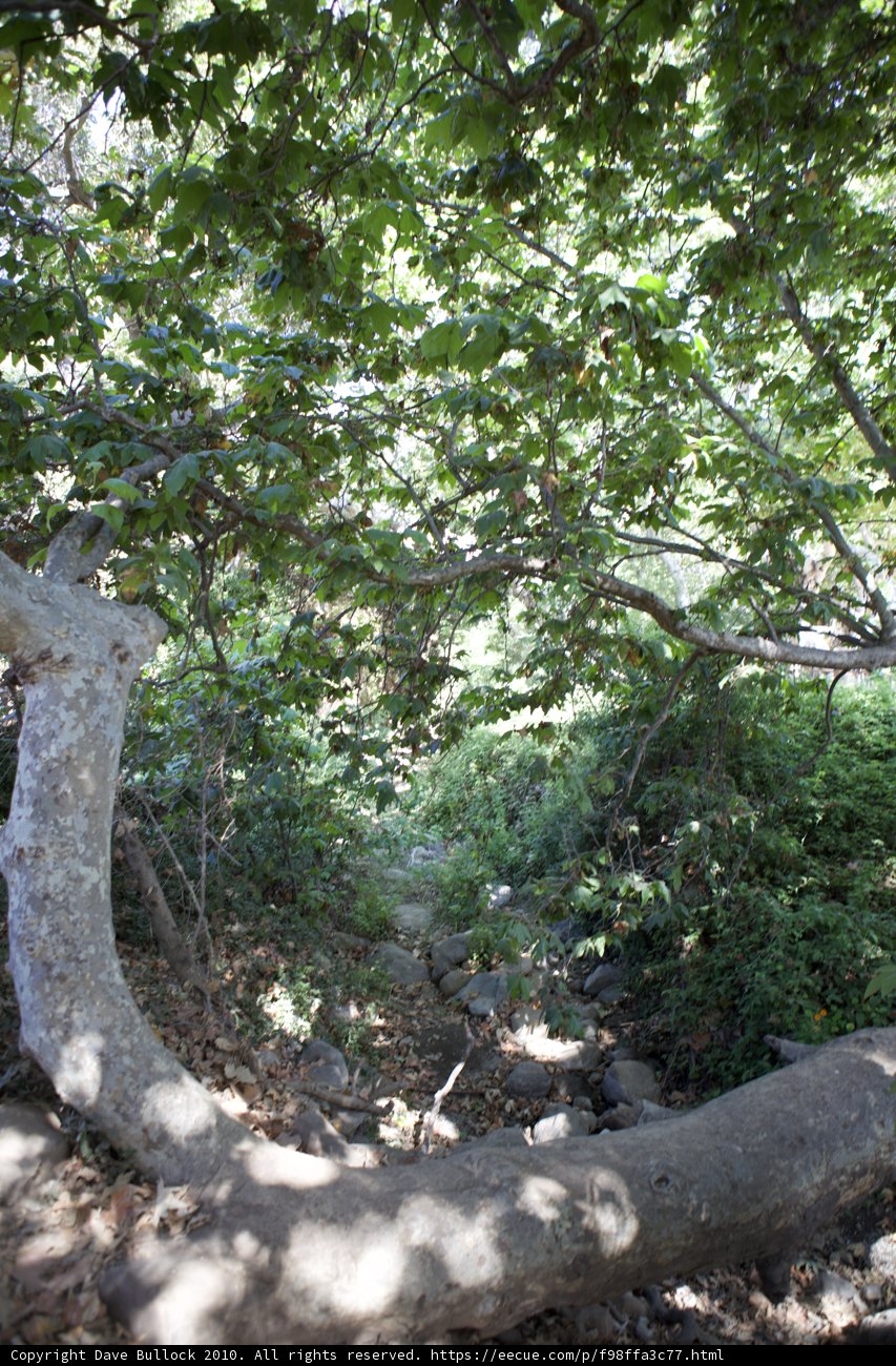 Leaning Sycamore Tree