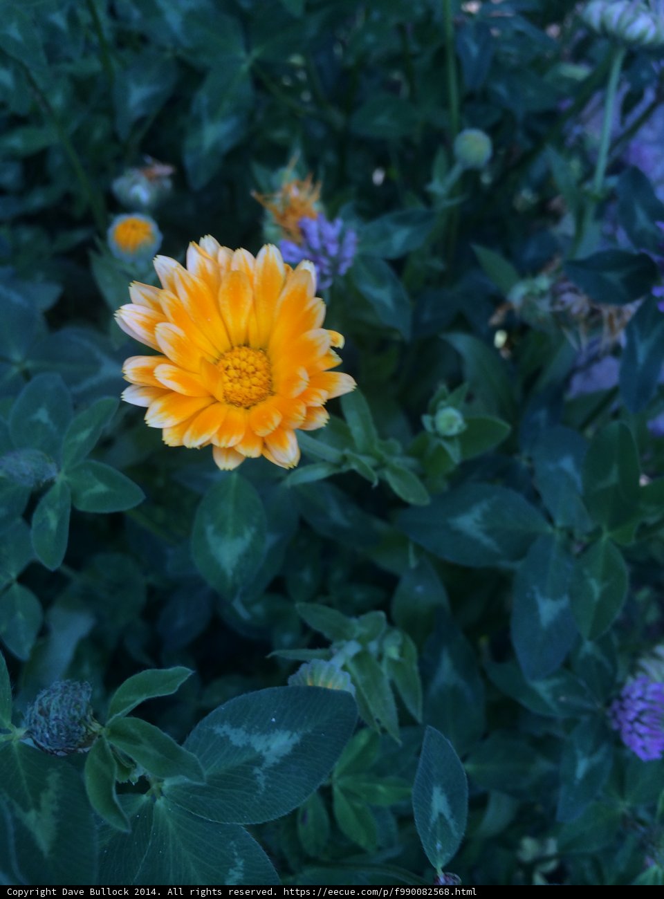 Vibrant Daisy in Altadena