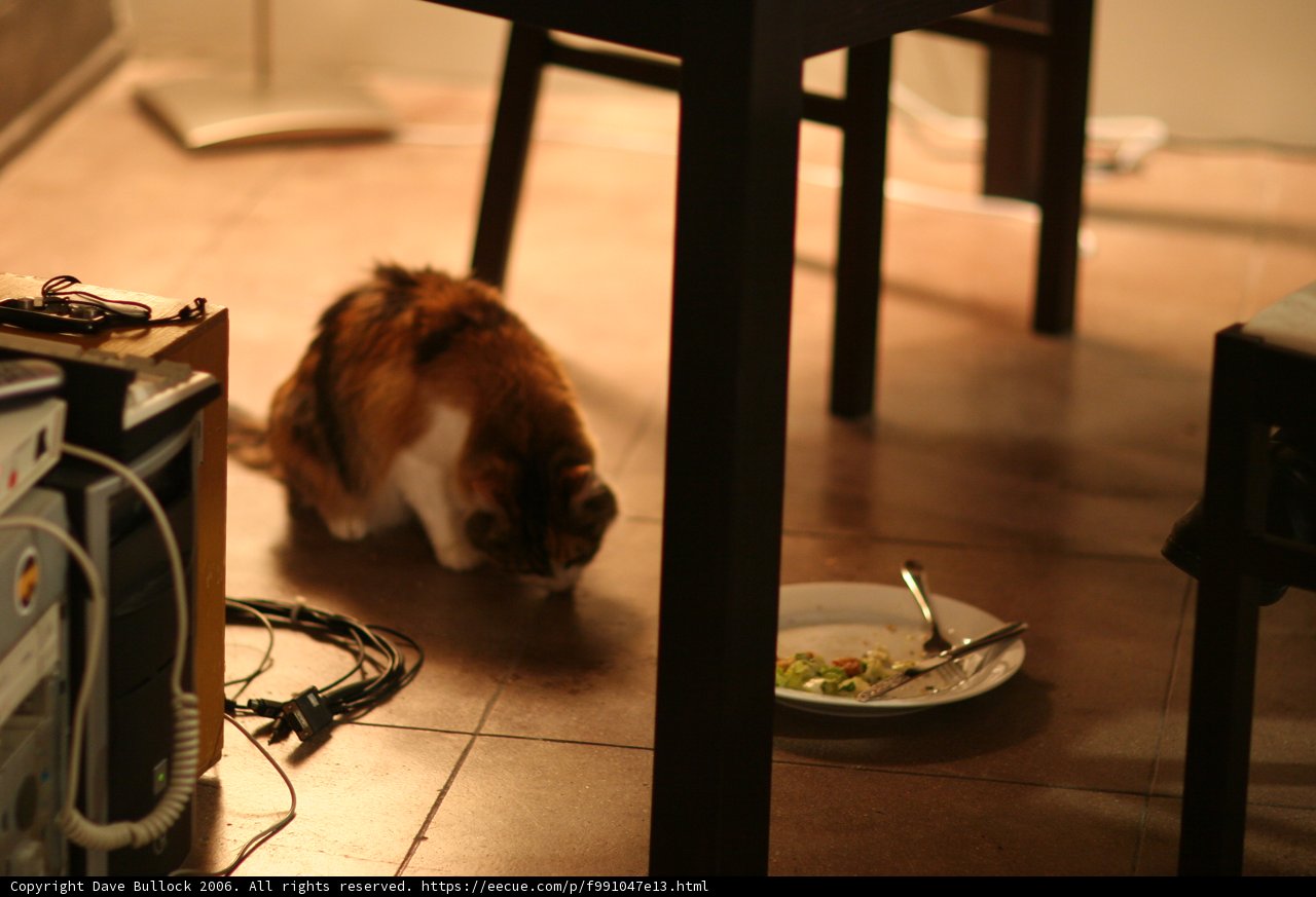 The Dining Cat