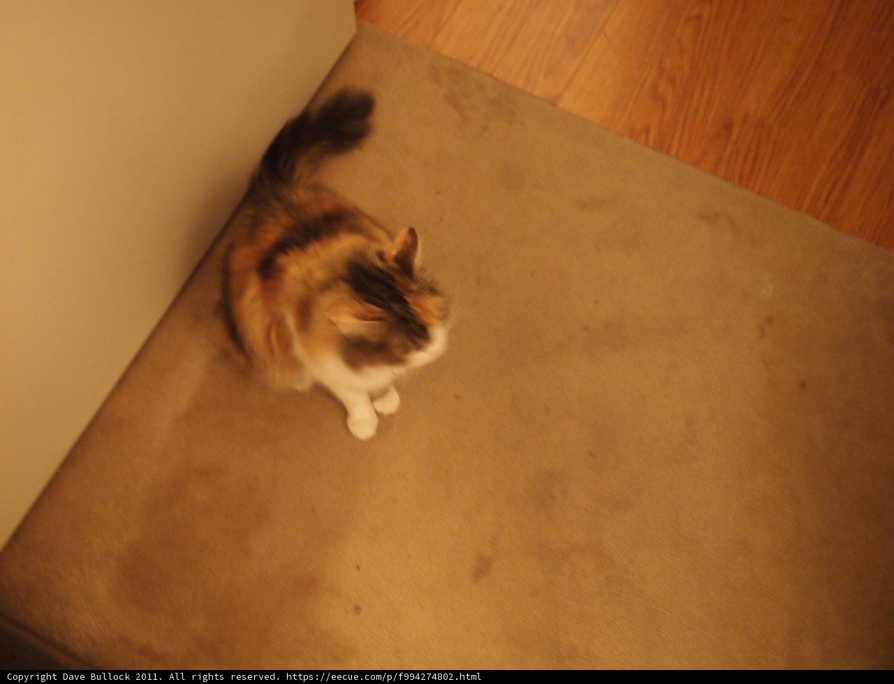 Curious Cat on Hardwood Flooring