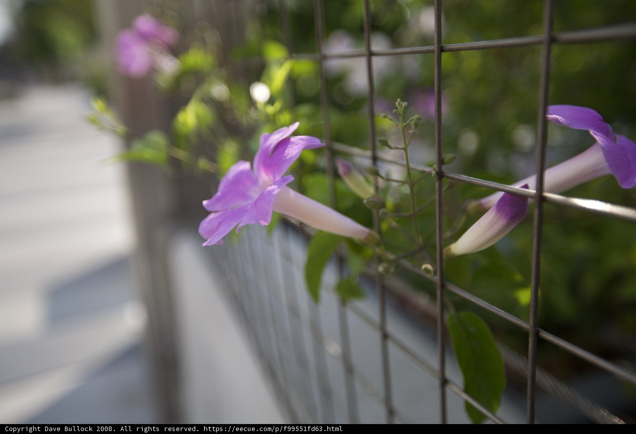 Fence Flower Find