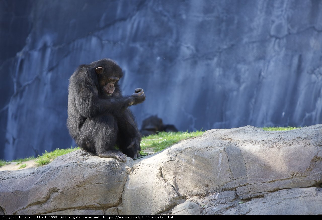Curious Chimp